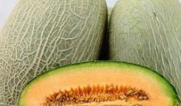 有哈密瓜免费吃吗,你也能享受到的福利