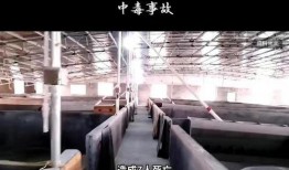 彭州网友爆料新闻,惊现神秘事件，真相令人震惊！