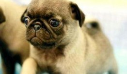 巴哥最新爆料信息网,揭秘网络热点背后的真相